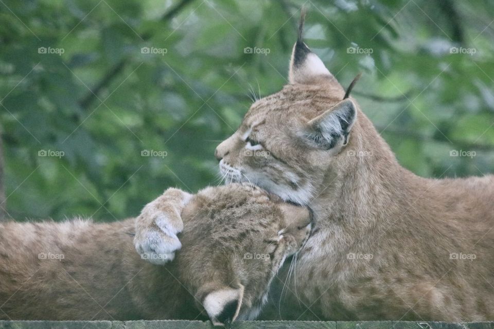 Lynx