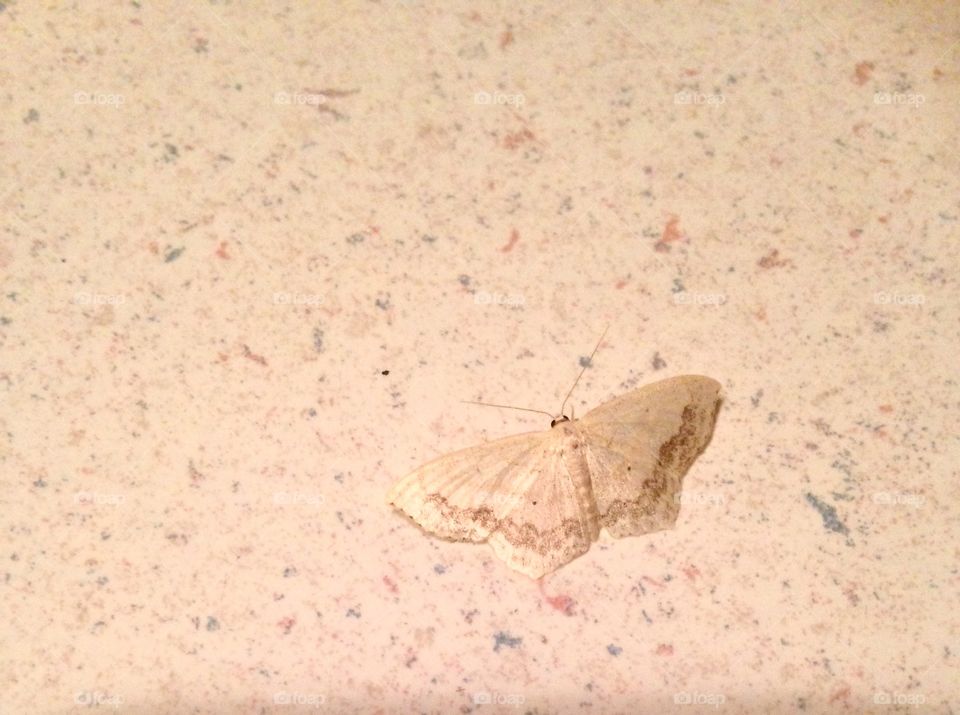 Pretty moth