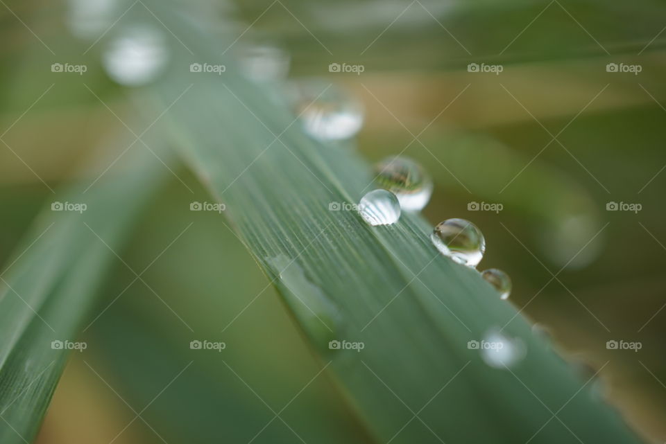 dew drops on blade of grass