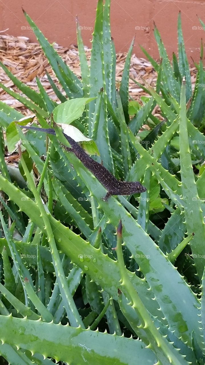 lizard on aloe. loved the polka dots 