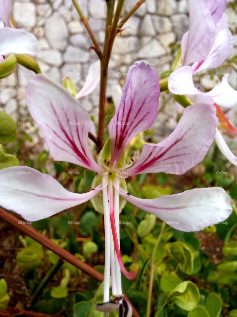 Pink flowers