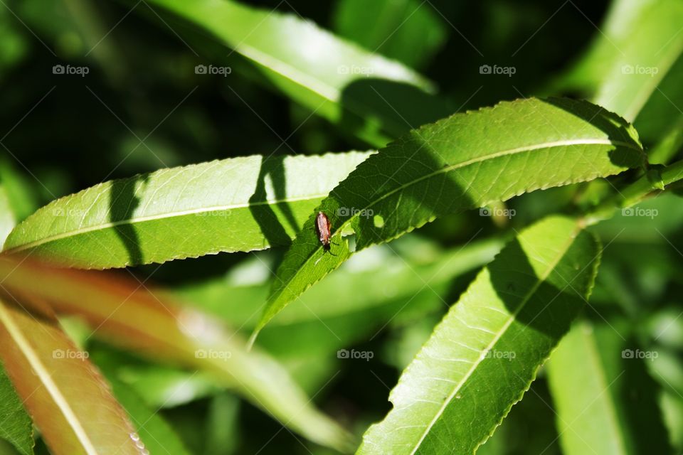 Insects on plants