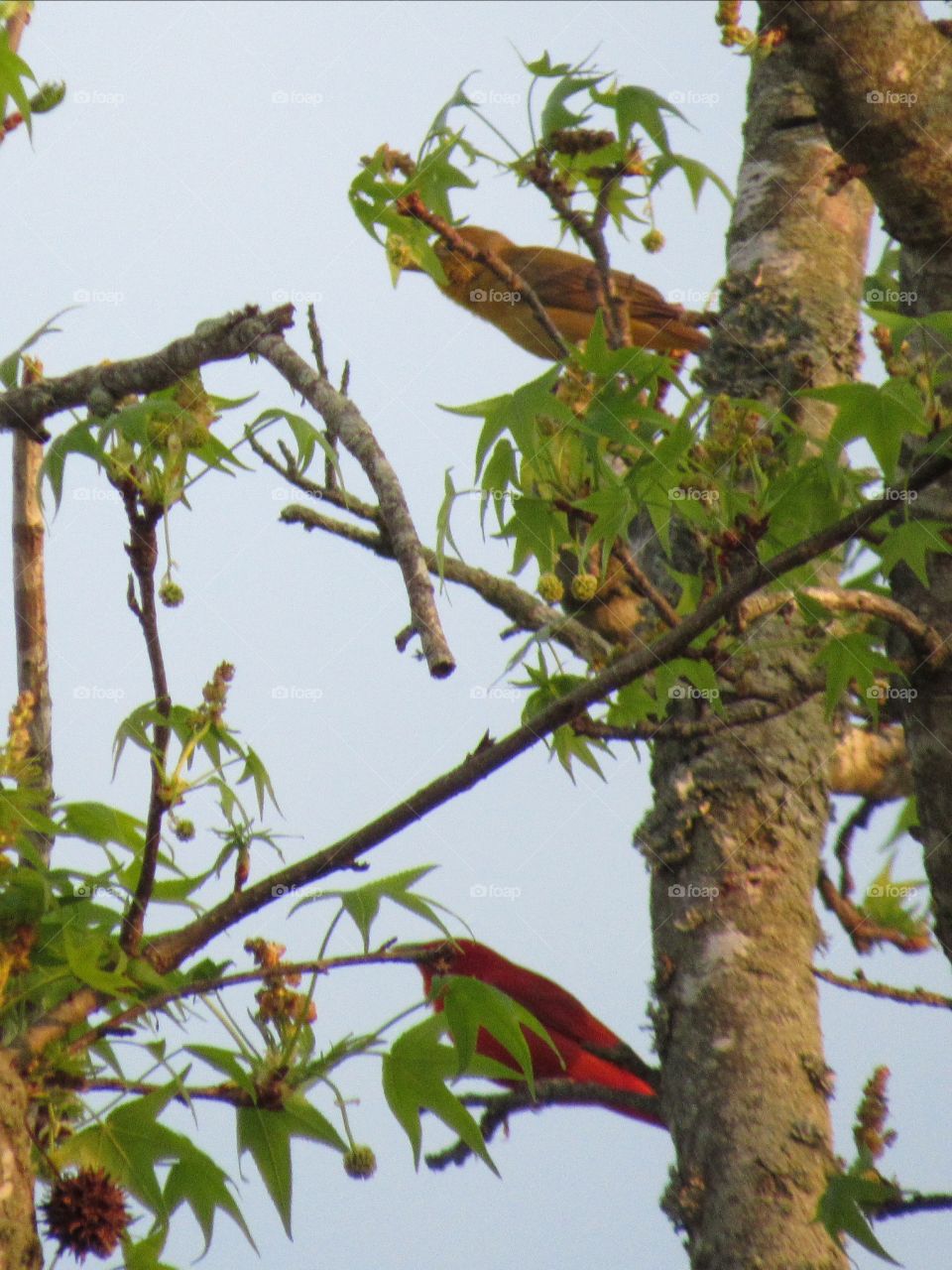 Male (bottom) and female (top) summer Tanager in a sweet gum tree