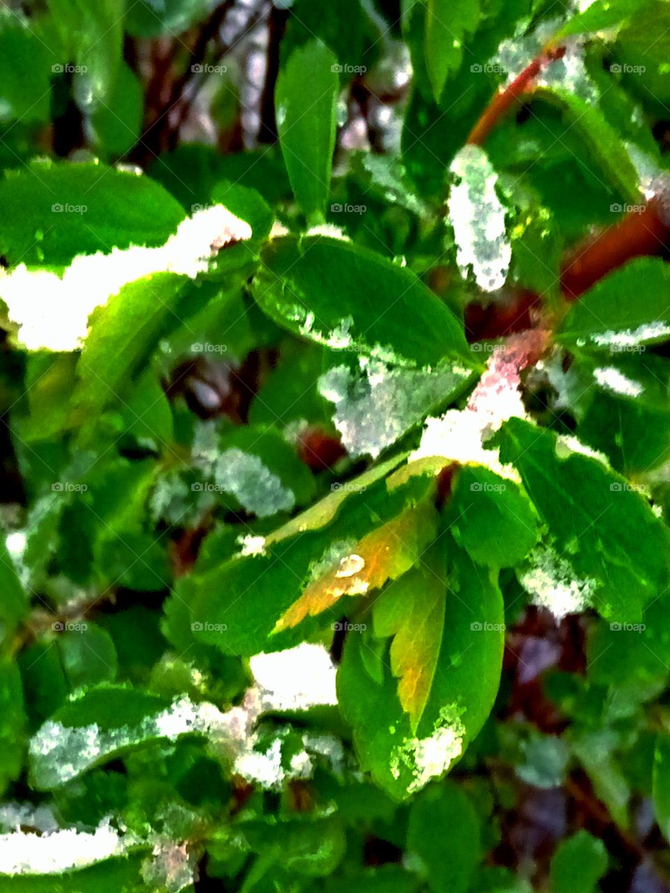 весна и снег