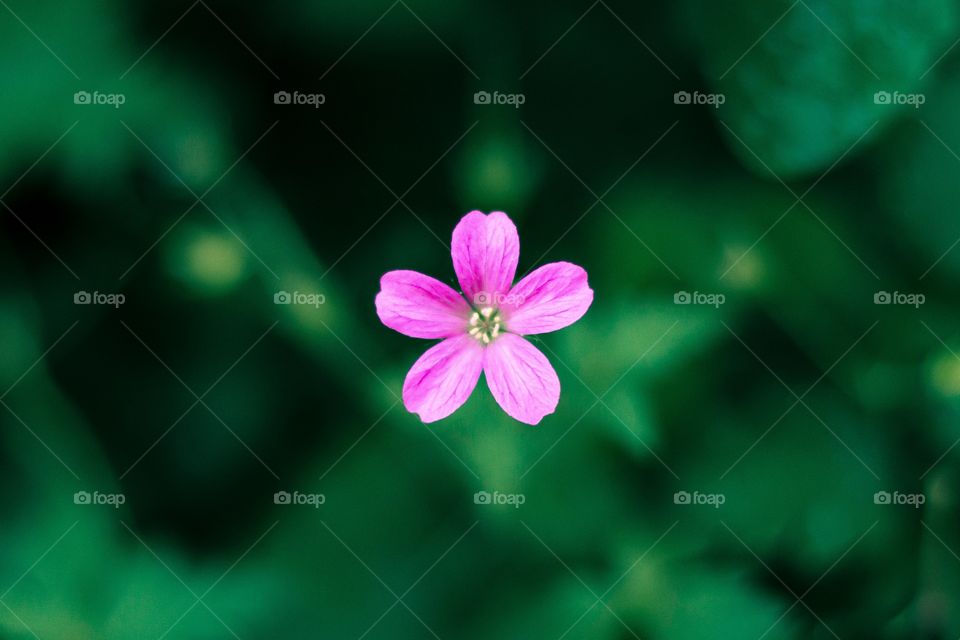 Single flower