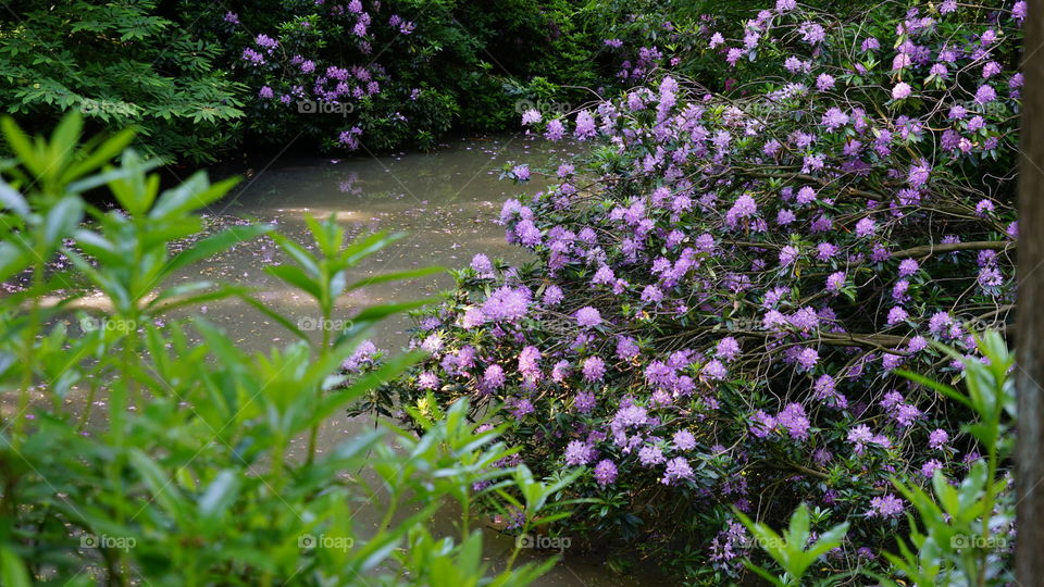 Flowers in May in a park in Antwerp
