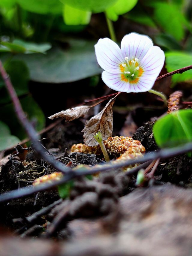 View from the ground.  White flower among the green grass.  Nature