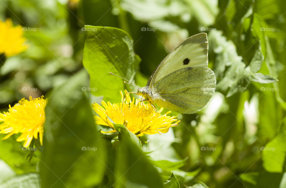 white butterfly extracts nectar from the yellow dandelion. spring insects concept