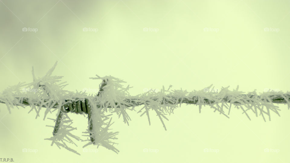frost coated barbed wire on a very cold January day. macro photo of barbed wire covered in crystallized frost