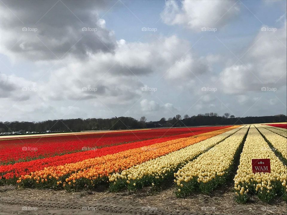 Tulips fields