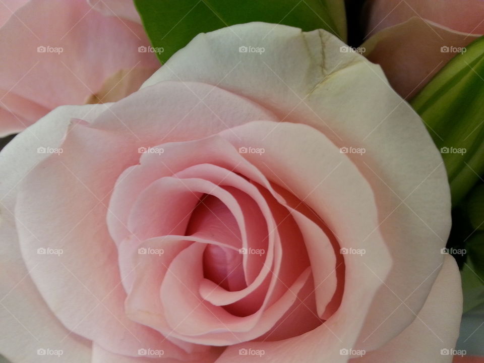 perfect rose