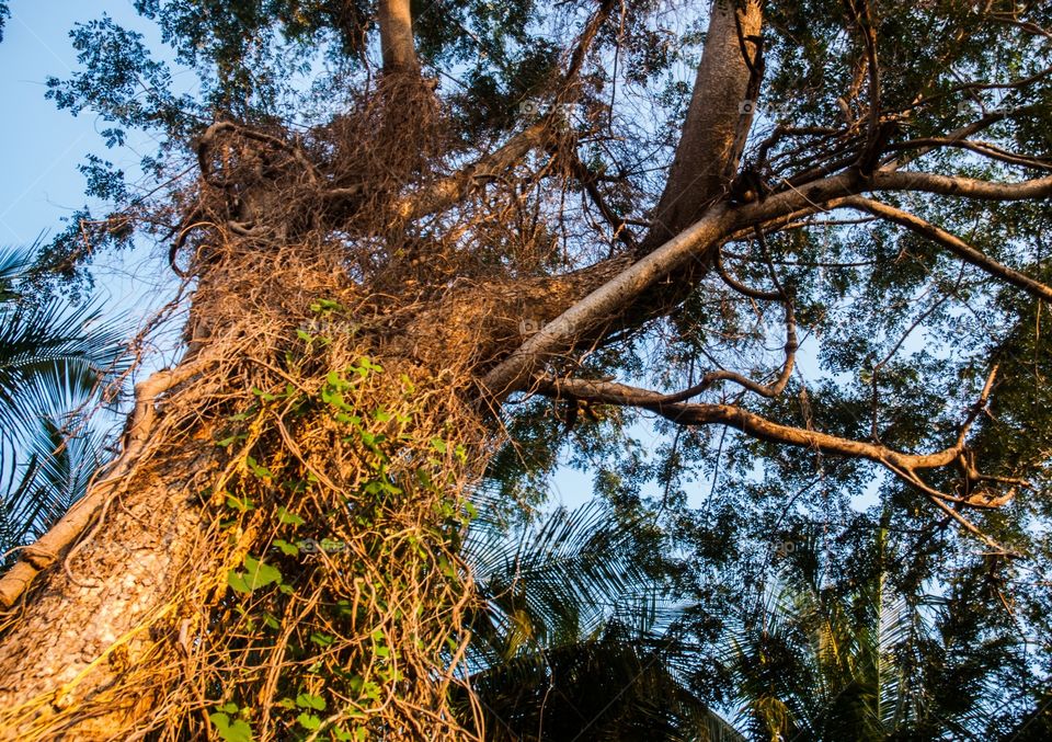 indian big trees 