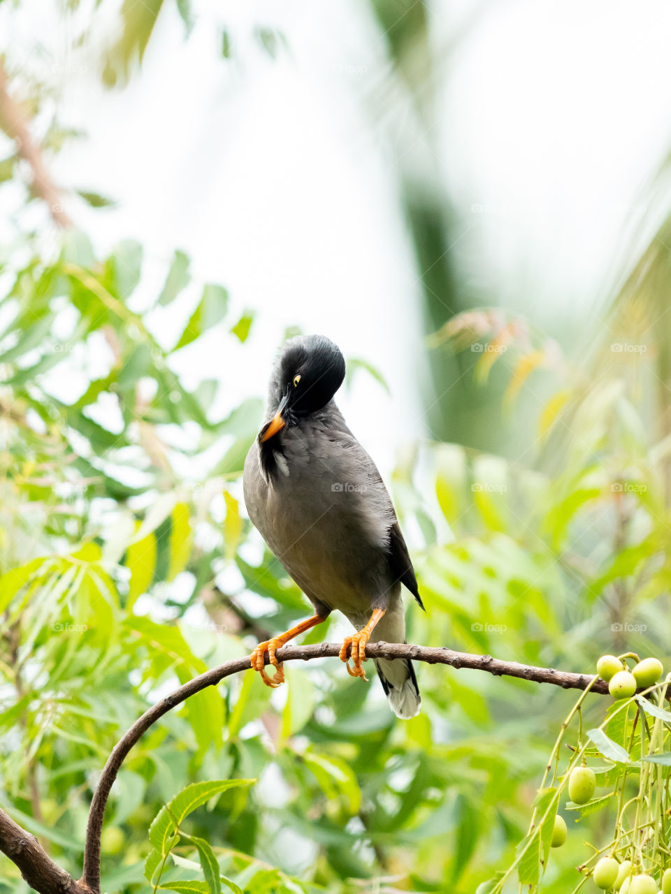 Cute Myna