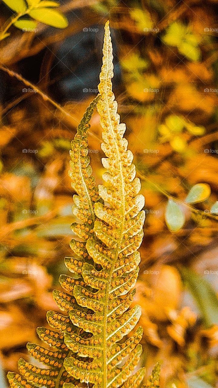 Fern leaves with spores