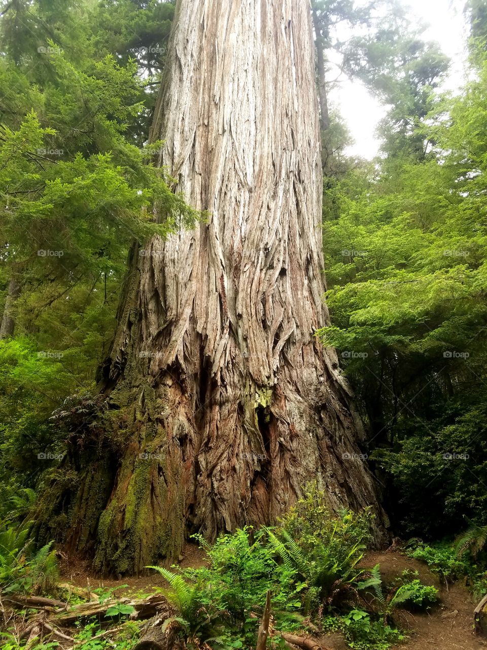 Redwood dwarfing plants