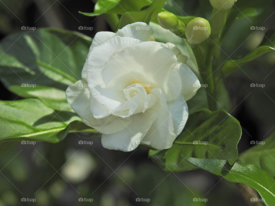 white flowet in summer season