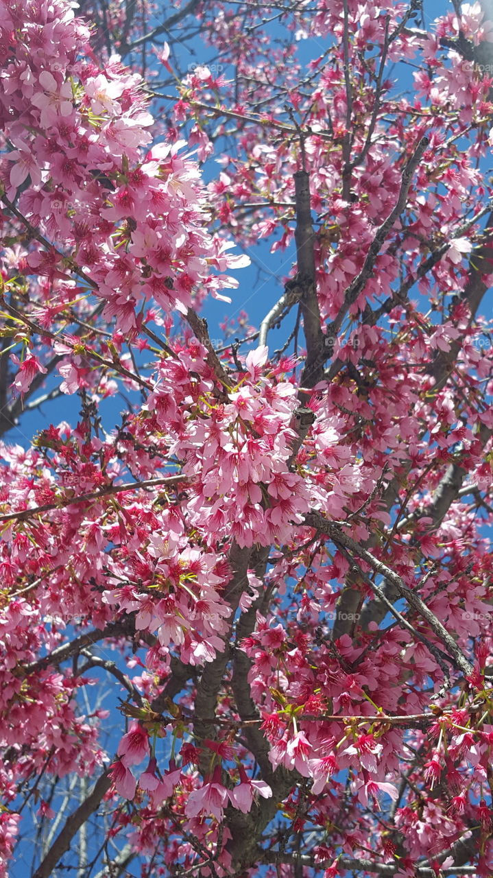pink blooming tree