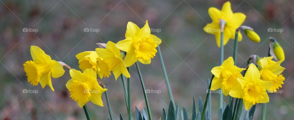 yellow daffodils