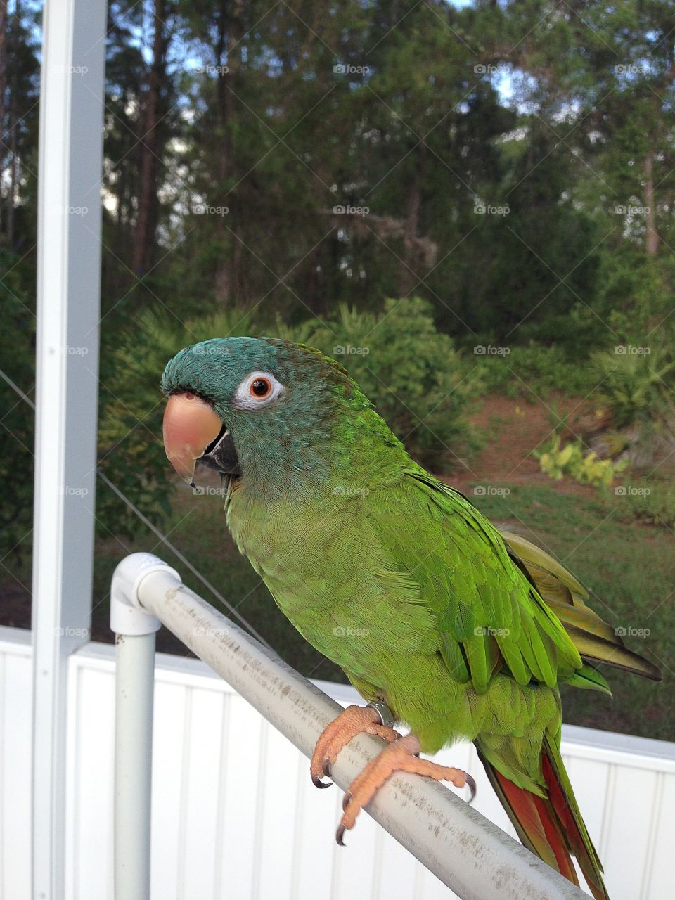 Parrot, Bird, Parakeet, Nature, Wildlife