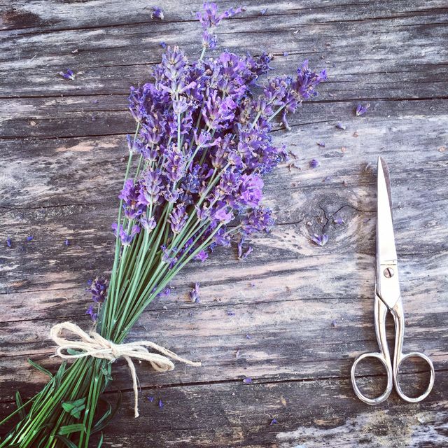 Elevated view of lavender flower and scissors on wood