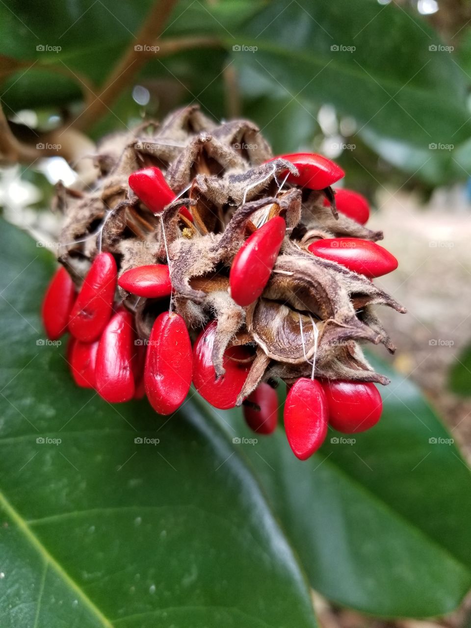 Magnolia seed pod