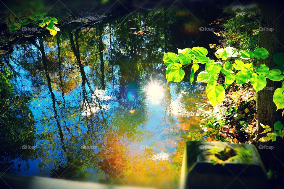Gorgeous view of trees and the sky reflecting off the water