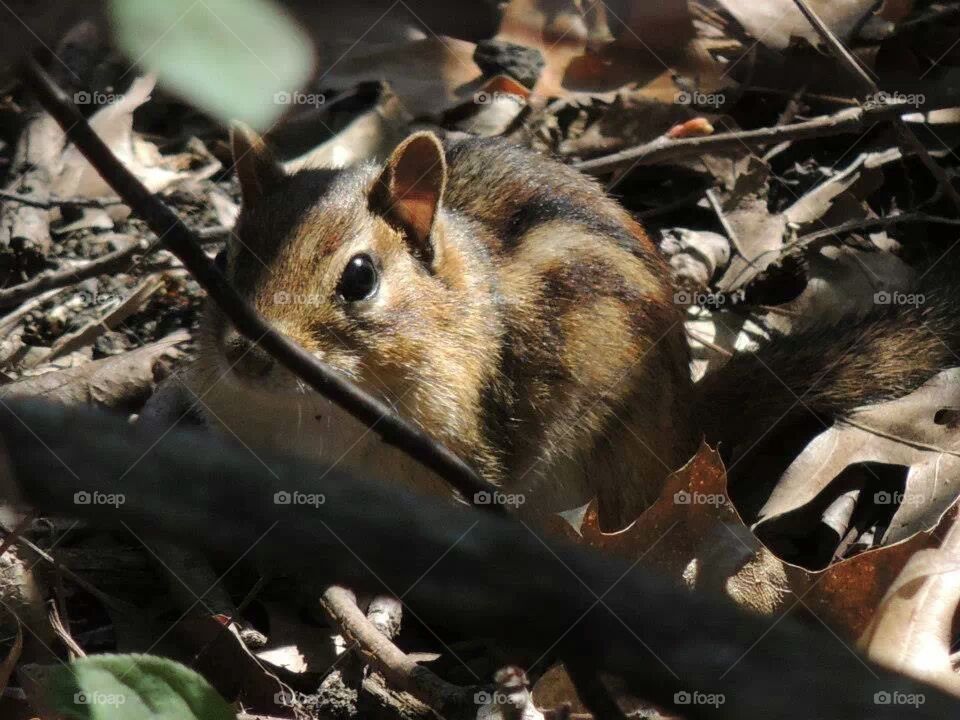 Chipmunk