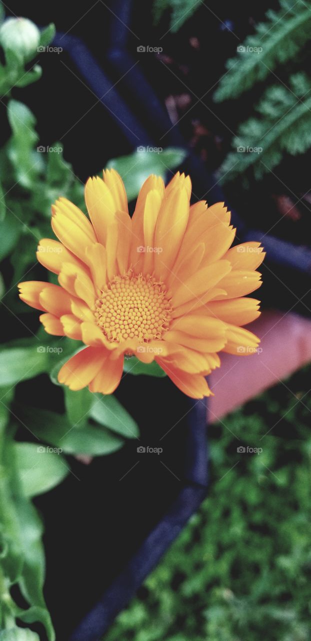 Calendula