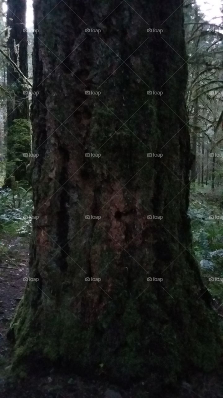 tree
