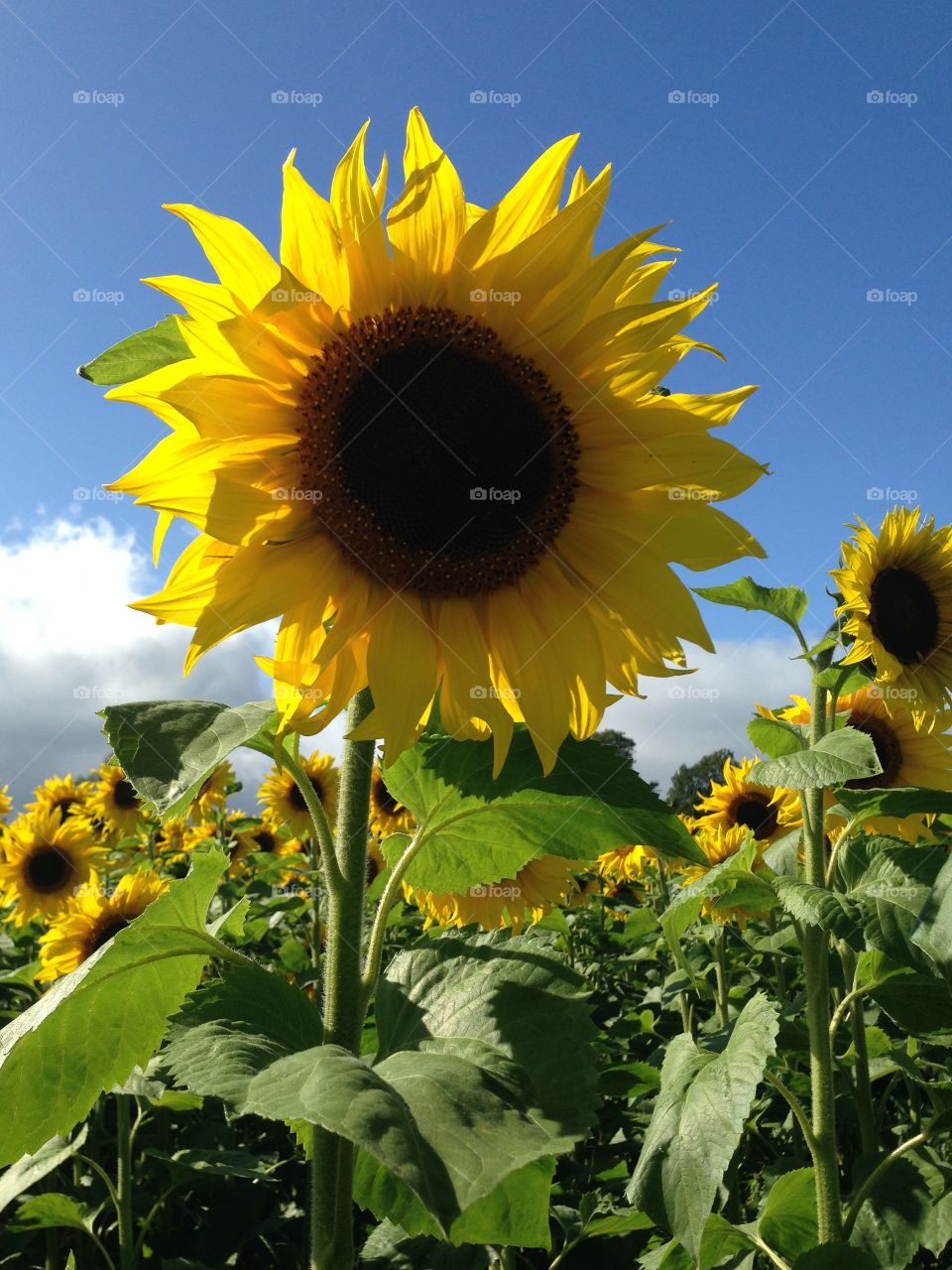 Bright sunflowers 