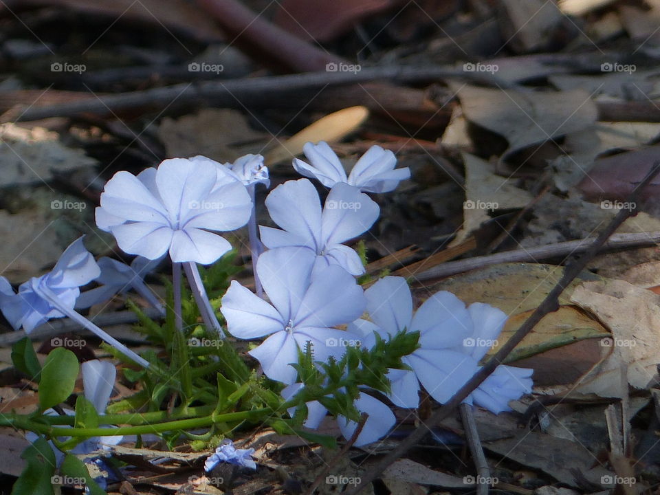 Bright blue flowers along side a hiking path 