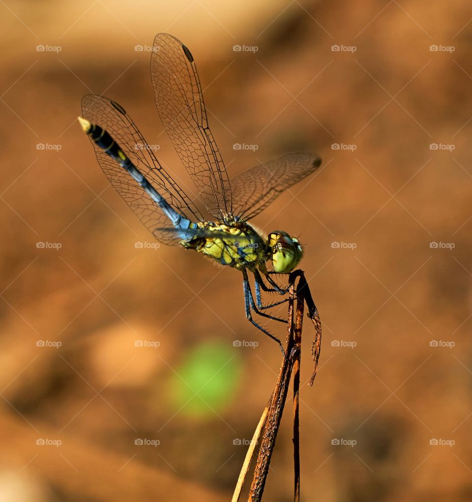 Dragon fly - closeup