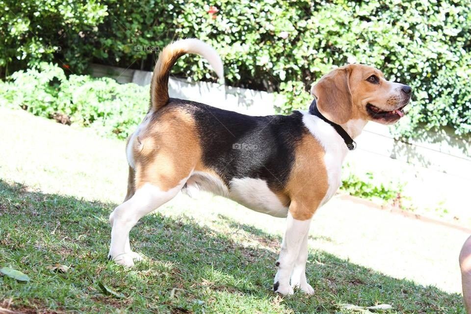 Beagle Pup