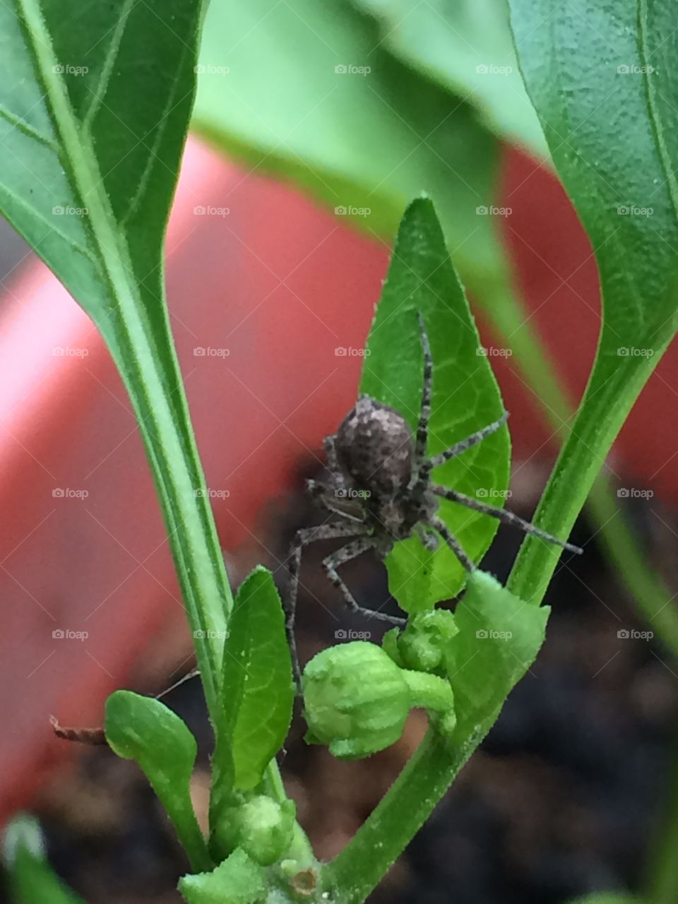 Garden spider