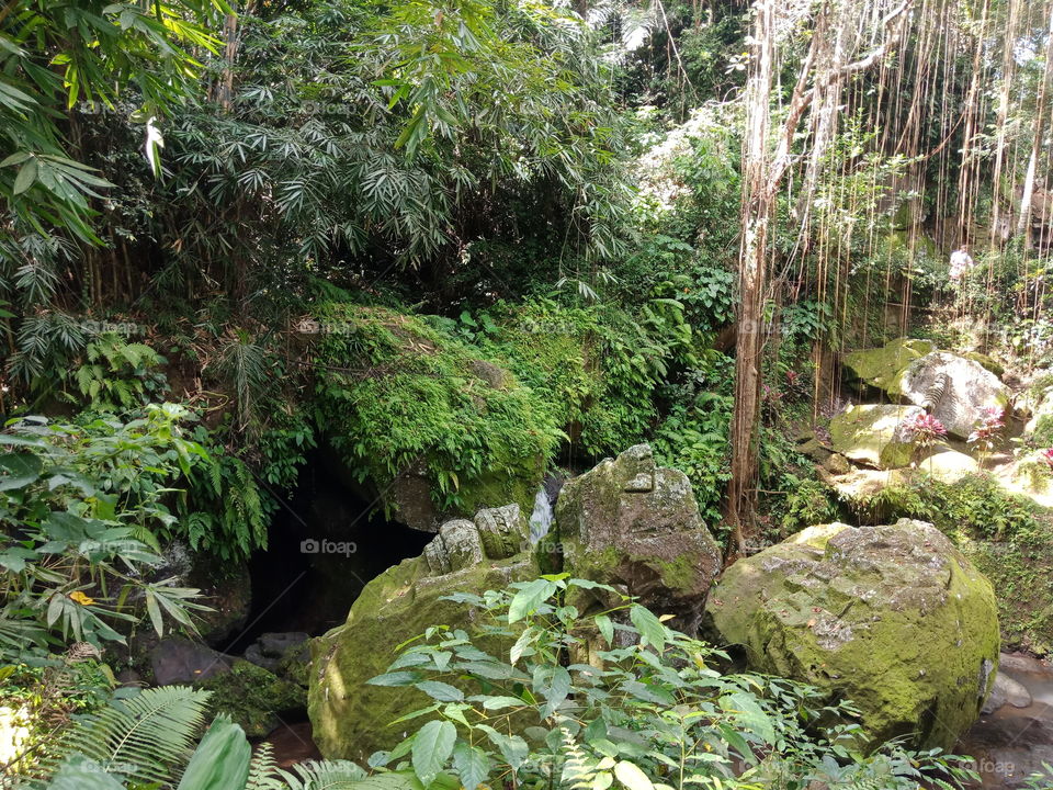 big stone on the junggle