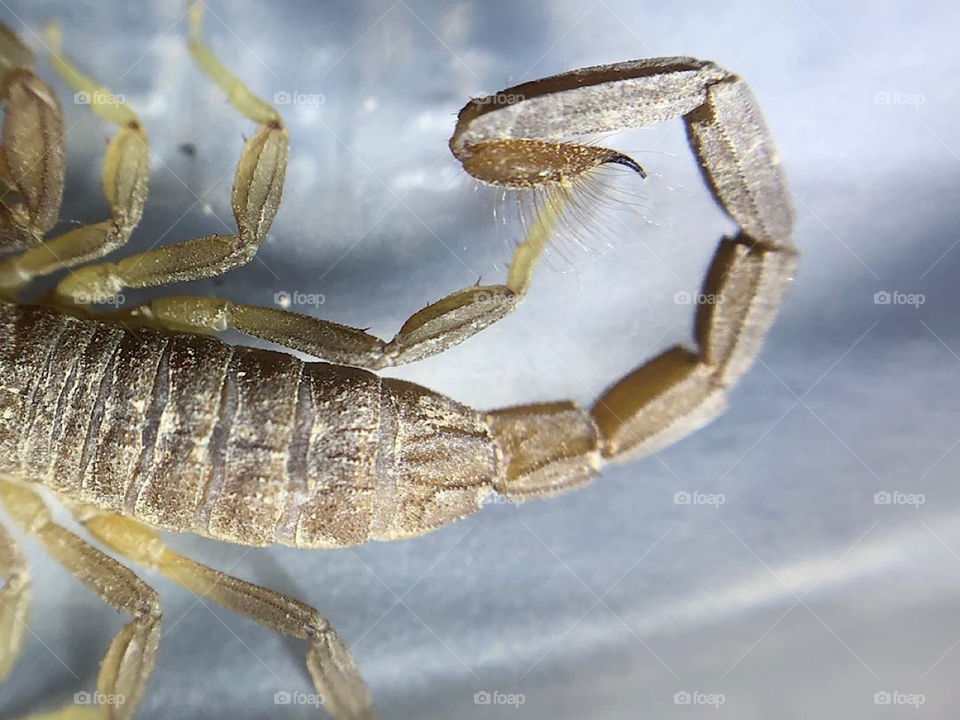 Scorpion Stinger close-up