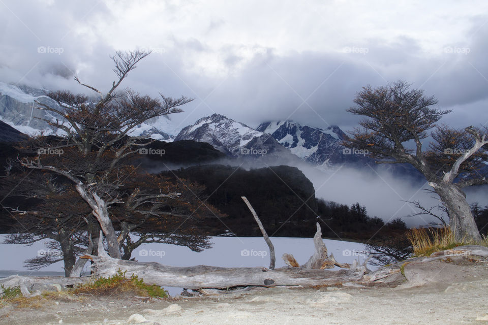 Forest in Patagonia Argentina.