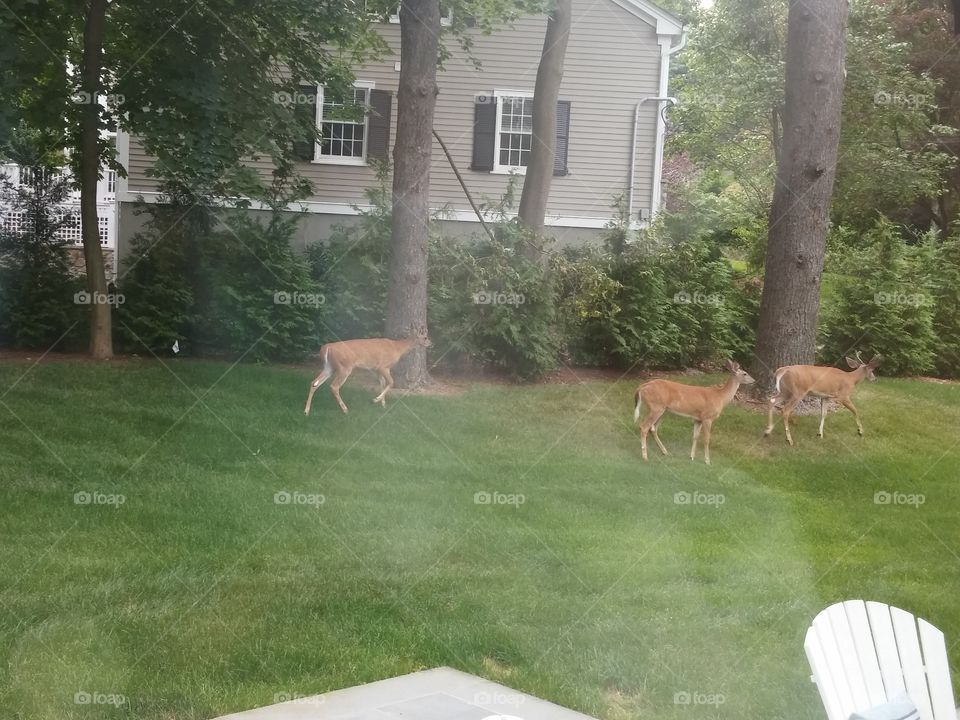 Three deer. back of the house
