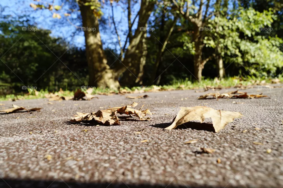 Autum