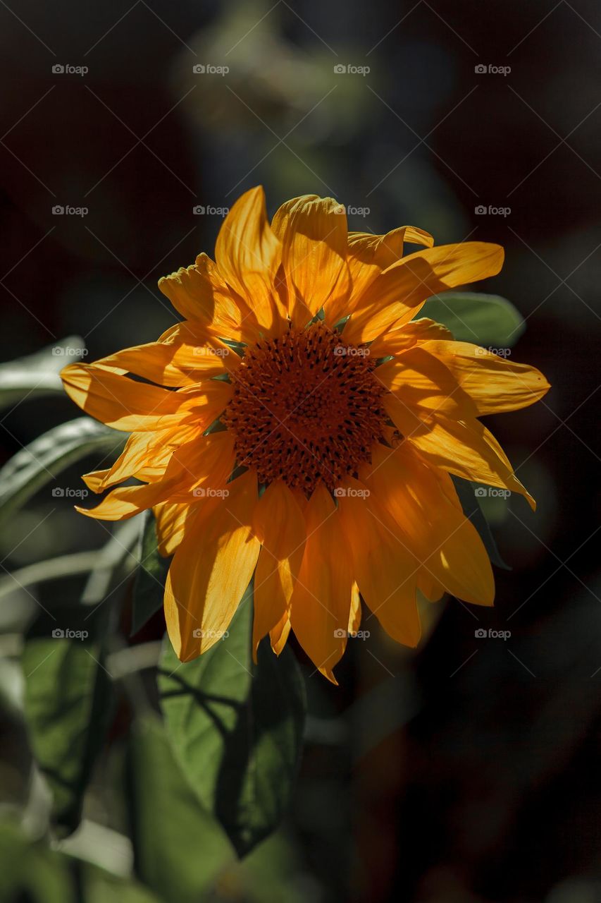 Sunflower outdoor close up