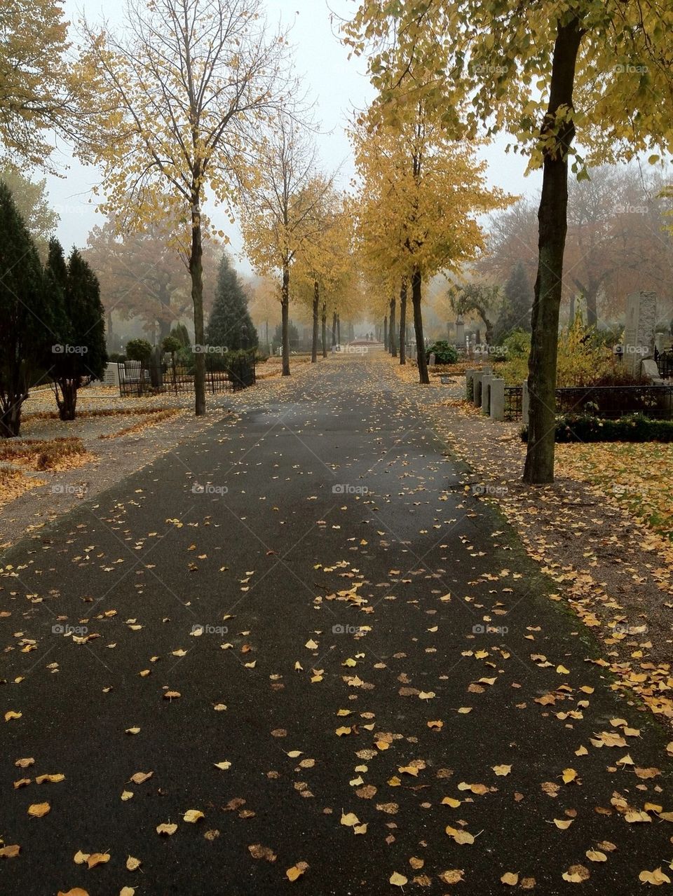 malmö nature trees fall by danielguas