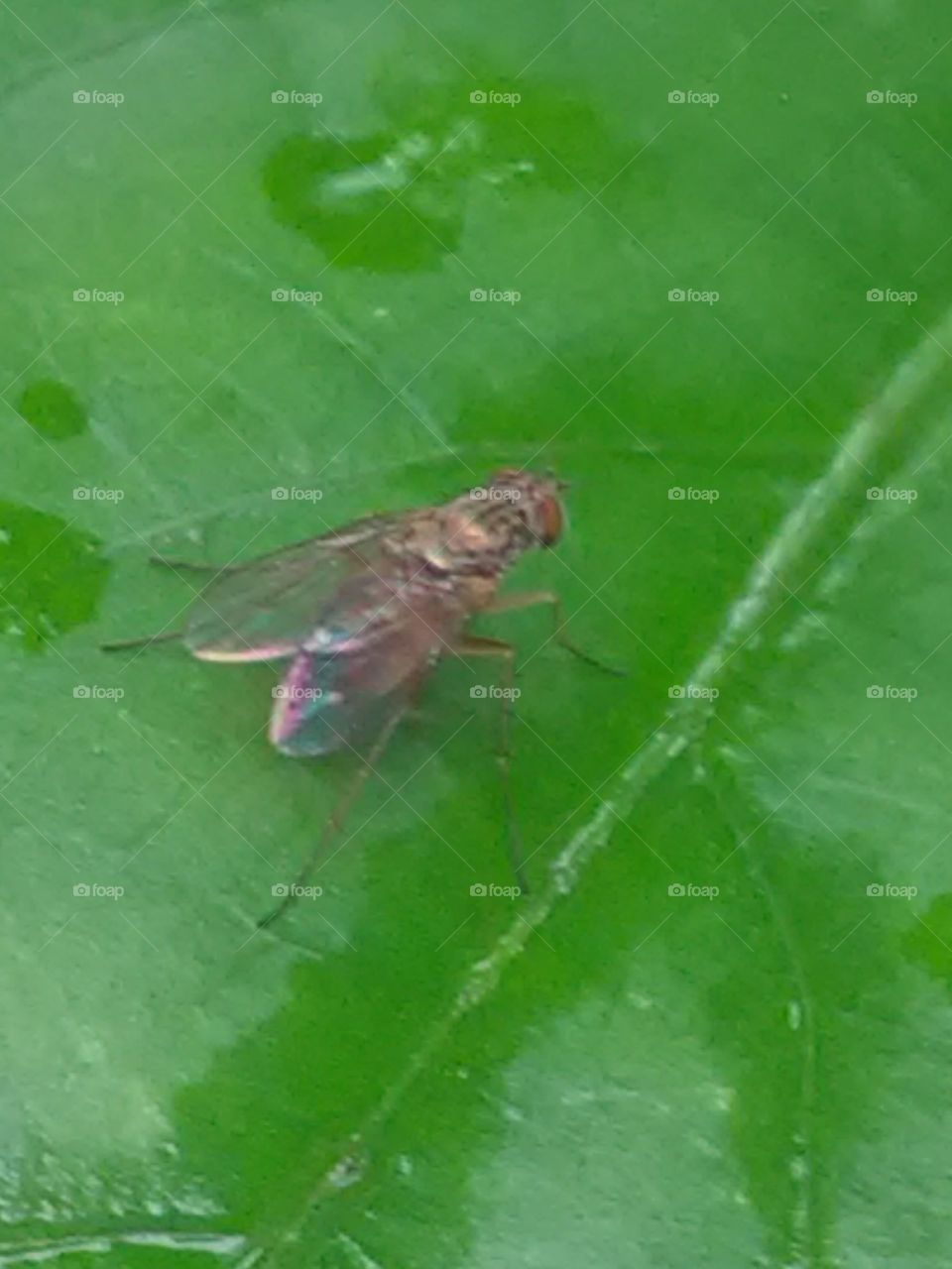 When it is alive and young, then it is very rare that one place does not stay.