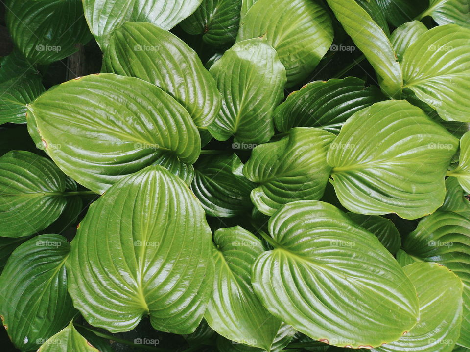 Texture of green leaves