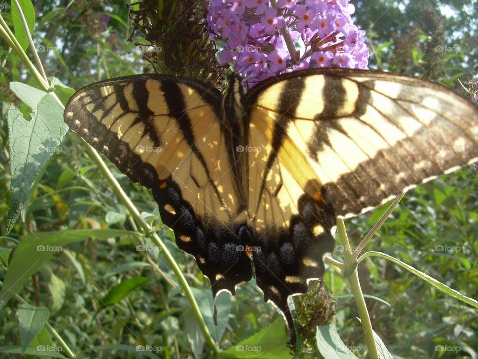 Butterfly on flower