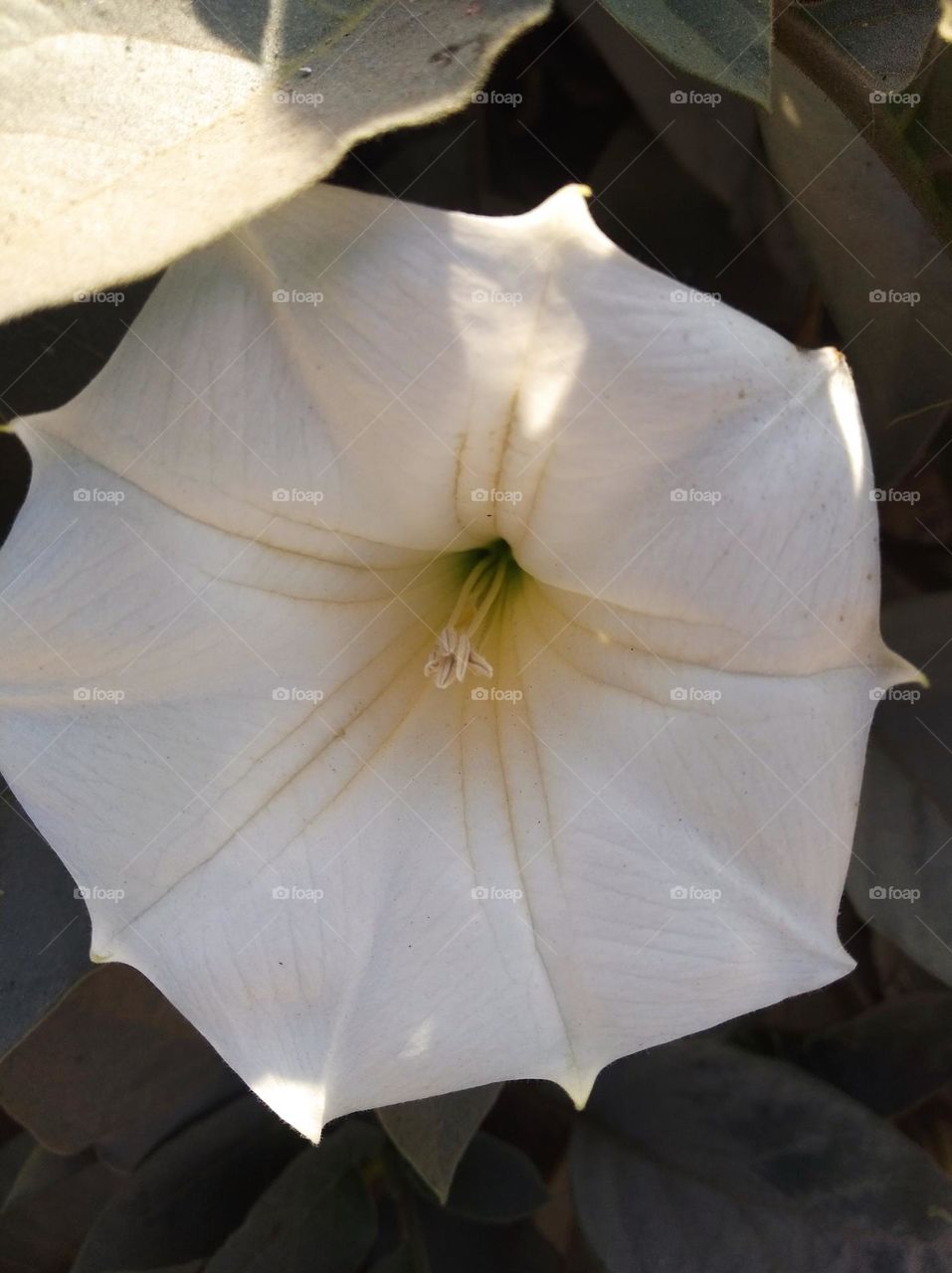 the Datura Flower white in colour looks very beautiful generally found everywhere fresh seasonal very poisonous species