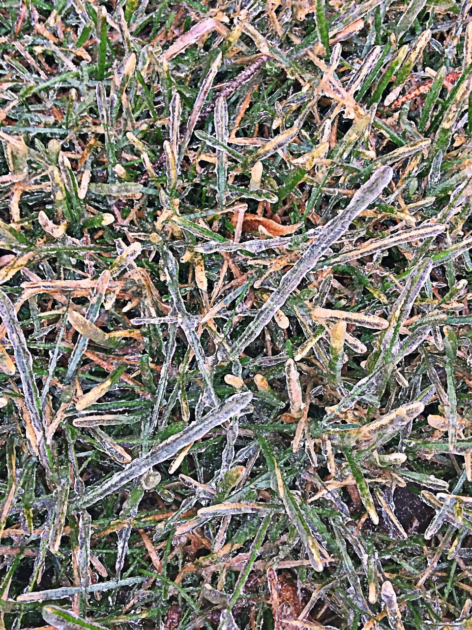 Winter Grass