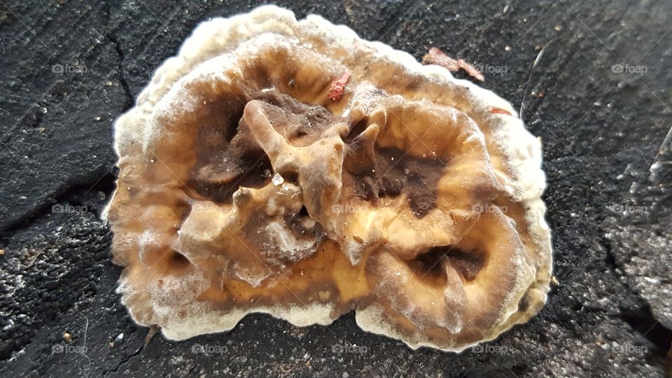 mushroom growing on tree Stump