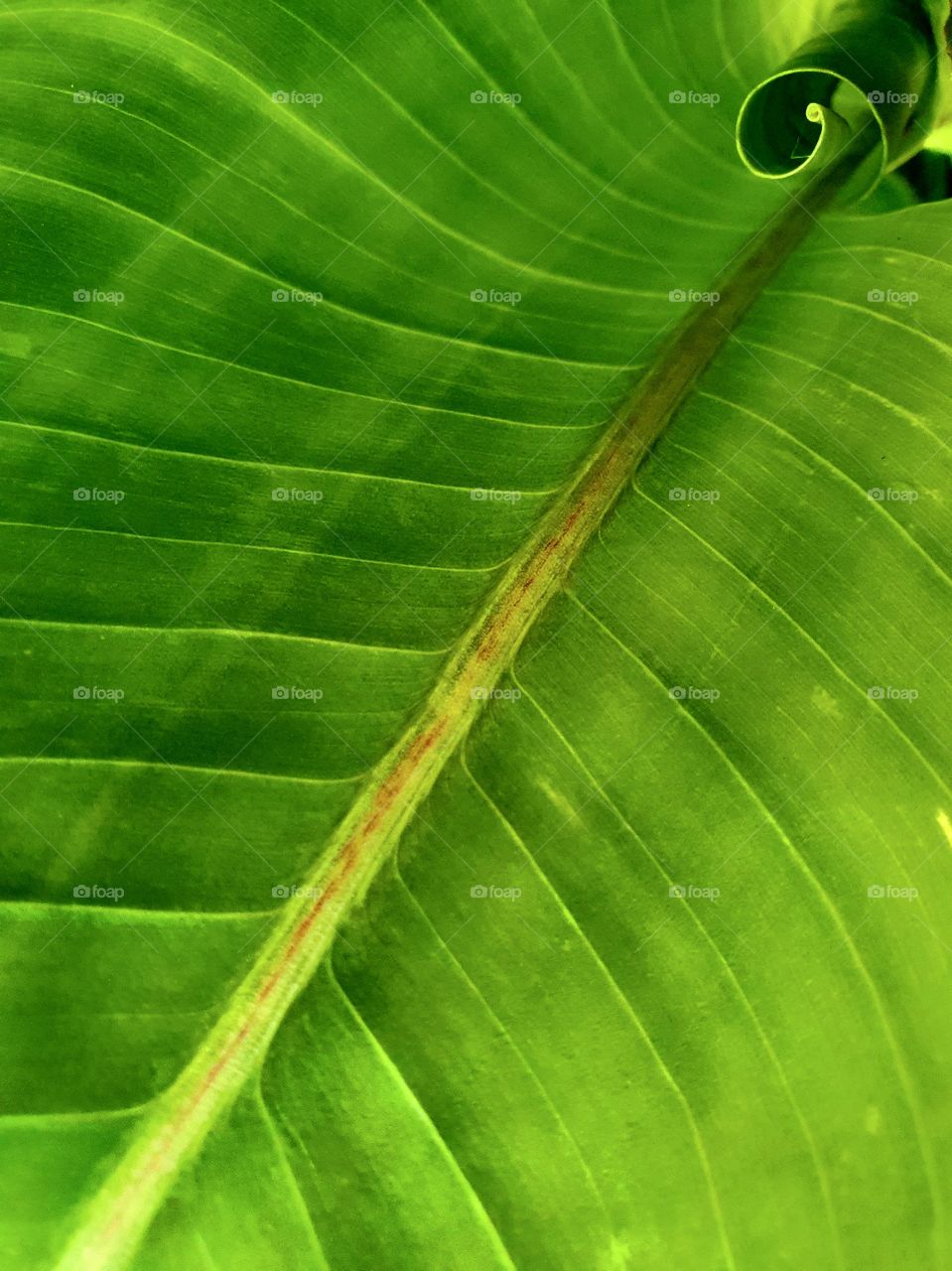 leaf