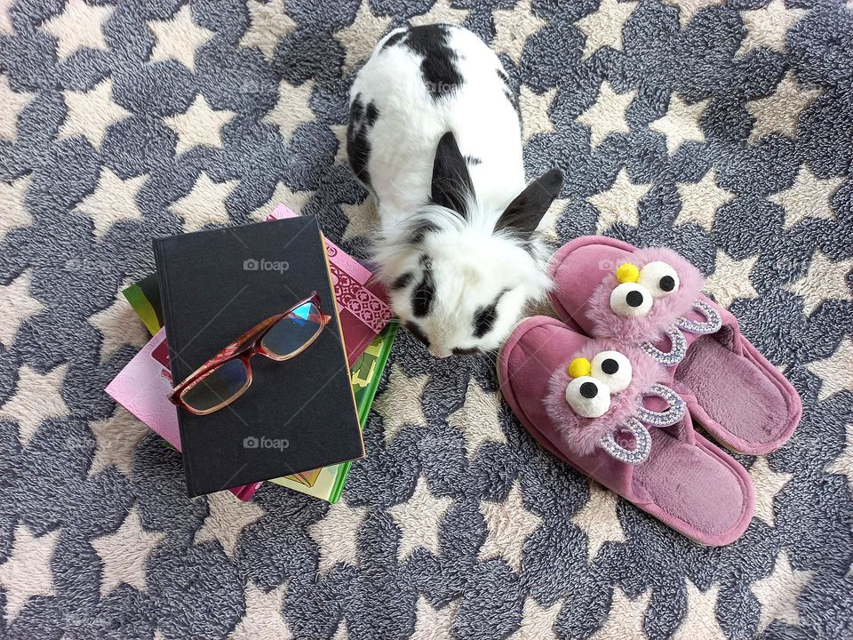 rabbit and books.