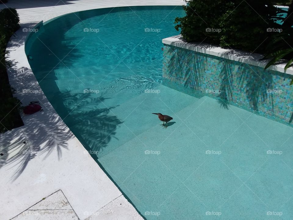 bird cooling off